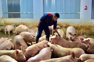 Giá heo hơi hôm nay 14/7: Miền Bắc điều chỉnh giảm, miền Nam giữ đỉnh giá ổn định