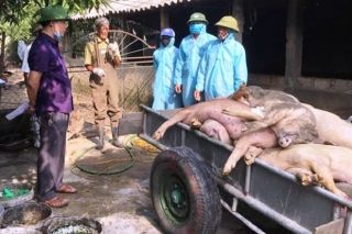 Tăng cường giám sát phòng, chống dịch tả lợn Châu Phi: Xử lý nghiêm cán bộ lơ là, thiếu trách nhiệm