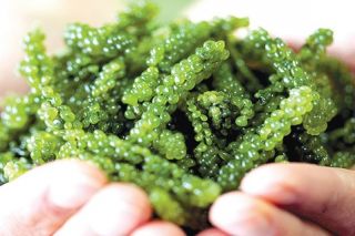 Bí quyết sống khỏe từ biển: Vì sao rong nho là món ăn không thể thiếu?