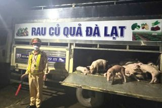 Đắk Lắk: Lập chốt ngăn dịch tả lợn Châu Phi