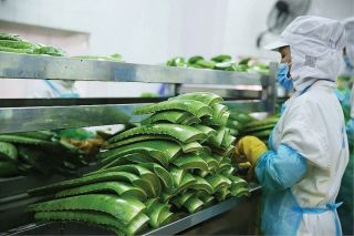 Doanh thu 12.000 tỷ, “ông lớn” cung cấp nguyên liệu trở thành cổ đông lớn của vua nha đam