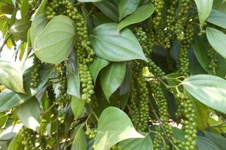 Giá tiêu hôm nay 13/8: Cao nhất 142.000 đồng/kg