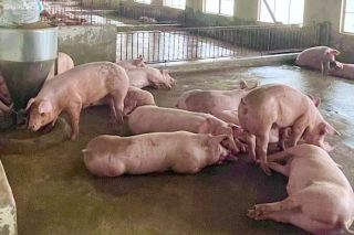 Giá heo hơi hôm nay 26/8: Giảm nhẹ