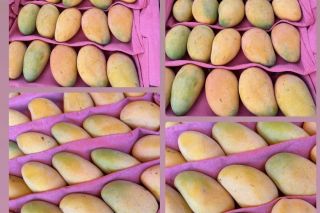 Thị trường xoài Trung Quốc tại TP. HCM: Lượng nhập sụt giảm, giá vẫn neo cao