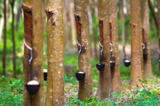 Mỹ nghỉ Lễ Lao động: Giá cao su trái chiều, bạch kim tăng mạnh