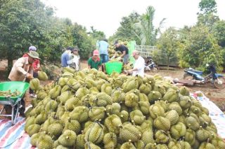 Đắk Lắk: Kêu gọi doanh nghiệp, hợp tác xã liên kết tiêu thụ sầu riêng