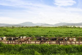 Chiếc nắp chai góp phần giúp Vinamilk tăng trưởng doanh số gần 80% tại New Zealand