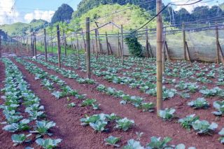 Chủ động ứng phó thời tiết, tập trung phát triển rau vụ đông