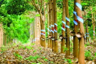 Đầu tư Cao su Đắk Lắk bị phạt và truy thu thuế gần 144 triệu đồng
