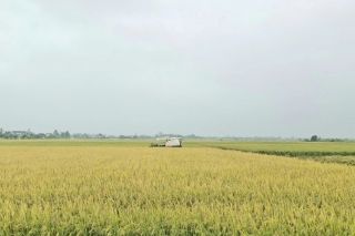 Thanh Hóa tập trung cao độ thu hoạch lúa thu mùa trước bão