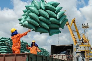 Giá gạo Việt Nam chạm mức thấp nhất 2 tháng