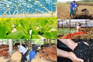 Nông nghiệp carbon thấp – Chìa khóa mở cánh cửa kinh tế xanh cho Việt Nam