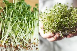 Ăn mầm cải xanh có tác dụng gì cho cơ thể?