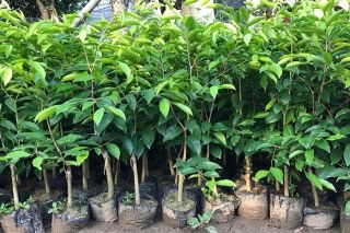 Lạng Sơn tăng cường quản lý, tuyên truyền việc trồng các loại cây nhập lậu, không rõ nguồn gốc