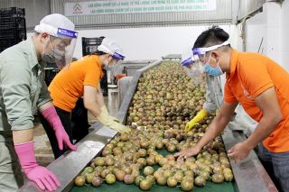 Bộ Công Thương khuyến cáo doanh nghiệp cập nhật quy định mới của Trung Quốc về xuất khẩu thực phẩm