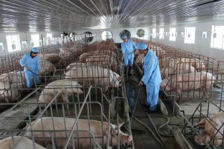 Ninh Bình tập trung khoanh vùng, xử lý dứt điểm các ổ dịch tả lợn châu Phi