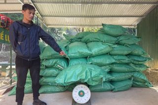 Cao Bằng bắt giữ 2 vụ vận chuyển hơn 1,7 tấn cau khô không rõ nguồn gốc