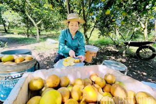 Phú Thọ bứt phá từ nền nông nghiệp xanh và hiện đại