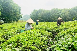 Để kinh tế tập thể, hợp tác xã đóng góp nhiều hơn cho nền kinh tế