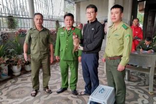 Quảng Trị: Tiếp nhận 2 cá thể khỉ quý hiếm để thả về môi trường tự nhiên