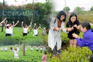 Thái Nguyên: Hợp tác xã trà Cao Sơn tiên phong vừa làm chè hữu cơ vừa làm du lịch