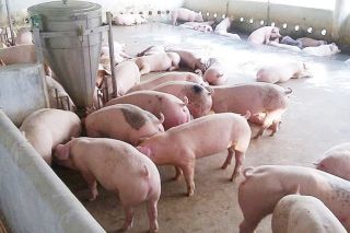 Giá heo hơi hôm nay 7/1: Giá cao nhất tại miền Bắc 70.000 đồng/kg