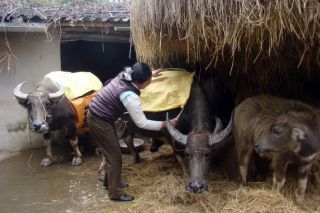 Cao Bằng, Lạng Sơn chủ động phòng chống rét đậm, rét hại khi băng giá xuất hiện