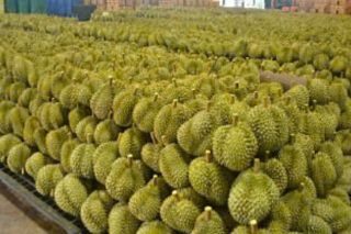 Giá sầu riêng hôm nay 9/1: Thị trường tăng