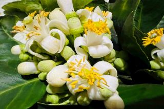 Hoa bưởi: Những lợi ích sức khỏe ít người biết