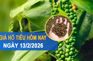 Giá tiêu hôm nay 13/2: Trong nước giữ giá cao, thị trường thế giới trái chiều