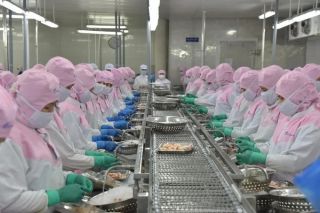 Thuế tôm Việt Nam vào Hoa Kỳ giảm mạnh sau rà soát POR19