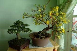Bí quyết “hồi sinh” hoa mai sau Tết - Để nở rực rỡ đúng xuân năm sau