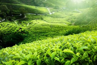 Chè Thái Nguyên và hành trình nâng tầm vị thế cây tỷ đô qua chuỗi cung ứng an toàn