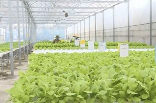 Tăng cường liên kết vùng, nâng cao giá trị nông sản xuất khẩu của Hà Nội