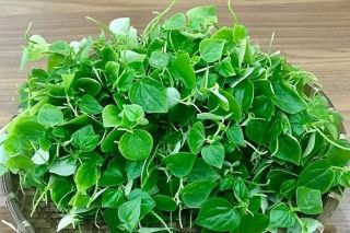 Loài rau dại quen thuộc chứa nguồn dinh dưỡng quý