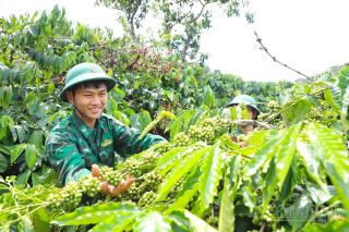 Lâm Đồng: Những “vườn xanh nơi biên giới” góp phần nâng cao đời sống bộ đội