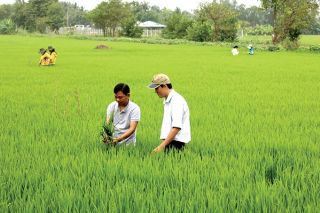 'Cánh đồng không dấu chân': Khi khuyến nông phải trở lại đúng vai trò