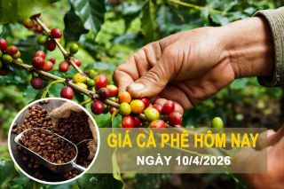 Giá cà phê hôm nay 10/4: Trong nước bật tăng, thế giới khởi sắc