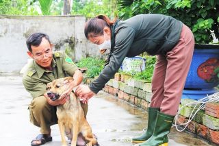 Đà Nẵng tăng cường quản lý vật nuôi, phòng chống, bệnh dại