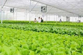 Tây Ninh thúc đẩy đổi mới sáng tạo và chuyển giao công nghệ