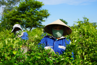 Đánh thức tiềm năng dược liệu, Quảng Trị hướng tới ngành kinh tế xanh bền vững