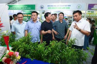 Phát triển dược liệu theo hướng kinh tế xanh: Khơi thông điểm nghẽn, nâng cao giá trị
