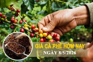 Giá cà phê hôm nay 8/5: Tăng mạnh, Tây Nguyên tiến sát mốc 87.500 đồng/kg