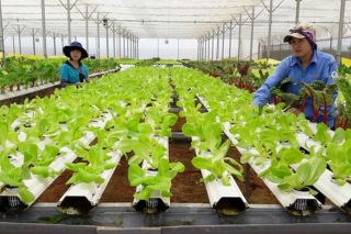 Đề xuất tăng cường chuyển đổi số, minh bạch thông tin trong hoạt động tổ hợp tác