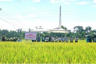 Hải Phòng: Hội thảo đầu bờ đánh giá mô hình sản xuất giống lúa chất lượng cao, kháng bệnh bạc lá BT7KBL-02 vụ Xuân 2026