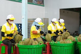 Lâm Đồng tháo gỡ điểm nghẽn mã số vùng trồng phục vụ xuất khẩu nông sản