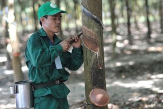 Cao su Phước Hoà dự kiến thu về hơn 1.400 tỷ đồng từ bồi thường đất tại KCN Bắc Tân Uyên 1