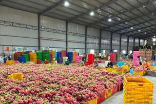 Từ sản xuất nông sản sang kinh tế nông nghiệp: Hướng đi mới của Lâm Đồng