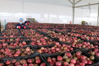 Mặt hàng triệu USD của Việt Nam được Trung Quốc săn đón, lọt top 10 thế giới