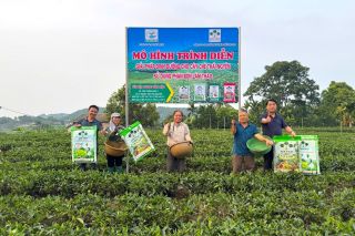 Hiệu quả bước đầu từ mô hình sử dụng “combo” Supe Lâm Thao cho cây chè tại Thái Nguyên